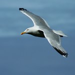 Flight over the people's nests II