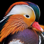 Mandarin Duck