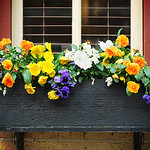 Window box