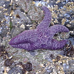 Purple Ochre Sea Star