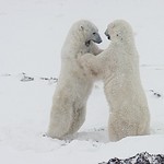 Polar Bear Dance 9