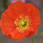 Poppy