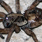 Mother Wolf Spider Carrying Her Young On Her Booty! One of the Weirdest and Coolest Things I've Ever Seen!