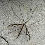 Unusual Crane Fly Square Crop 001