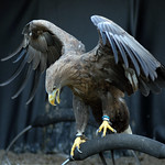 White Tailed Sea Eagle