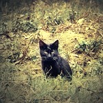 People who hate cats will come back as mice in their next life