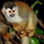 Squirrel monkey