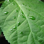 Leaf Raindrops 2