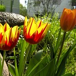 Tulips