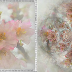 Diptych: Cherry Blossom Flowers and Petals