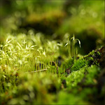 a small green world.......