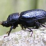 Female Rhinoceros Beetle (Sinodendron cylindricum)