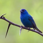 Indigo Bunting