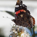 Red Admiral ["Vanessa Atalanta"]