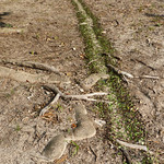 Town Ants , Trail of Pear Leaves