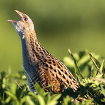 Corncrake