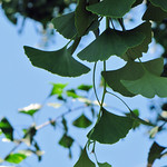 Ginkgo Leaves