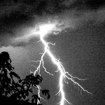 _MG_5360 Tree & Lightning Forks_MG_5360