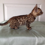Jumping Jack Fash m&acirc;le Brown Spotted Tabby 7 semaines