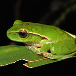 Leaf-green Stream Frog (Litoria phyllochroa)