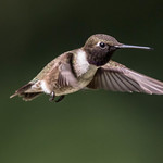 Black-chinned hummingbird ( A side )