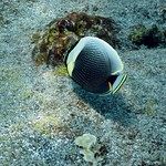 reticulated butterflyfish: Chaetodon reticulatus