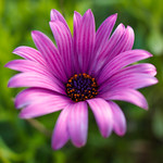 Purple Daisy