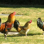 Roosters