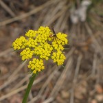 Male Flower Crab Spider
