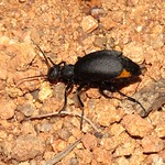 red and black Blister Beetle