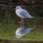 Mirror on the lake (Explore)