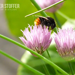 Hommel op bieslook