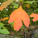 Fall Leaf