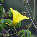bee-ing yellow