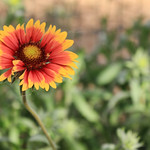 Gaillardia