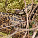 male adders, Vipera berus