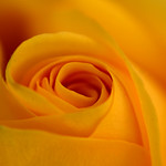 YELLOW ROSE