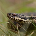 male adder, Vipera berus