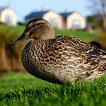 Urban Duck.(Mallard)