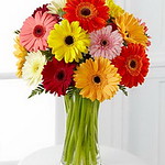 FTD Colorful World Gerbera Daisy Flowers 15 Stems