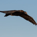 Wedge-tailed Eagle (Aquila audax)