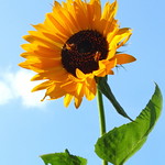 Summer at its zenith