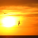 birds on winter breeze