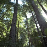 Headwaters Forest Reserve