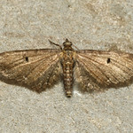 Eupithecia denotata denotata ♀ Campanula Pug