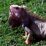 iguanan