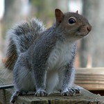 Gray Squirrel
