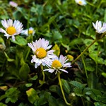 Fleurs... Flowers... PSP****