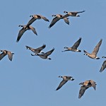 Cackling Geese (Branta hutchinsii)