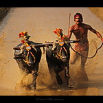 Kambala 17